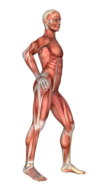 istock 3D rendering male anatomy figure with muscles map on white 872892466