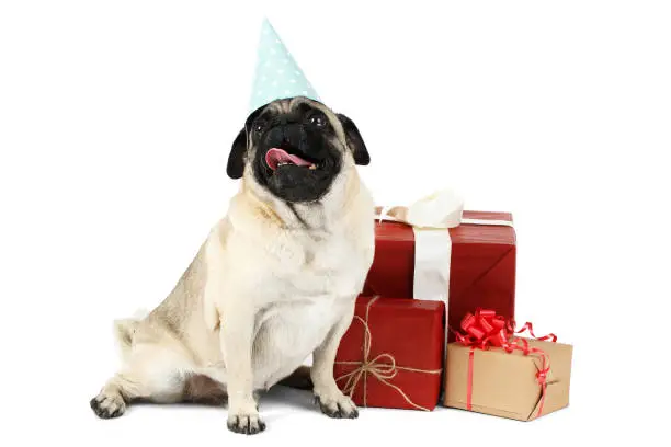 A small-breed dog with a blue paper cap on his head, sits on the background of gift packs and looks up with interest. Isolated on white background.