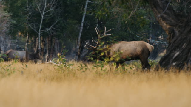 A massive bull elk walks through the trees, bugling as he watches his females.