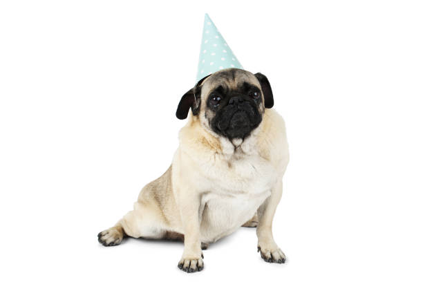 istock A pug sits with a paper blue cap . Isolated on white background. 872893116