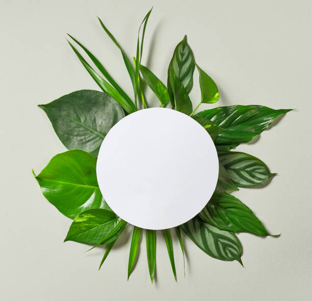 istock various tropical leaves and white paper frame 872895350