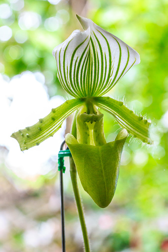 Close up of Paphiopedilum callosum Maudiae, green and white lady slipper orchid flowers on blur garden background.