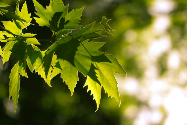 istock leaves of a tree in nature 872899400