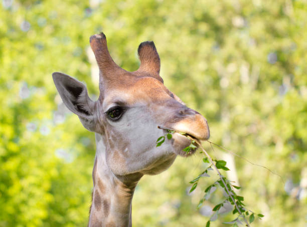 istock giraffe's head in the nature 872900450