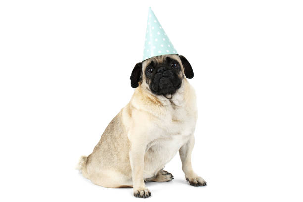 istock Little pug pose sitting in a funny cap . Isolated on white background. 872902846