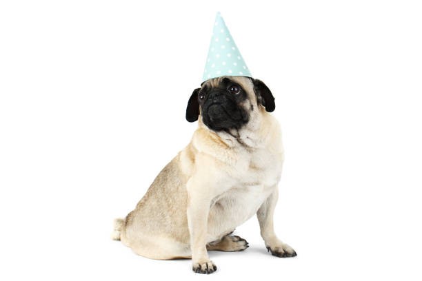istock A small pug sits in a funny festive cap. Isolated on white background. 872902882