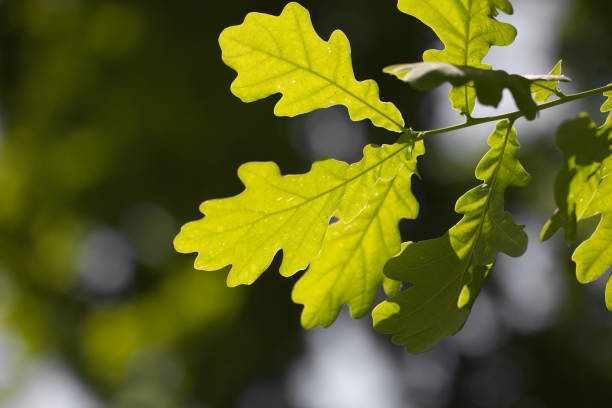 istock leaves of the oak tree in nature 872903012