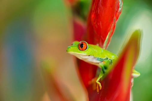 Red-Eyed Tree Frog sitting on heliconia flower against blurred background.  Side view.