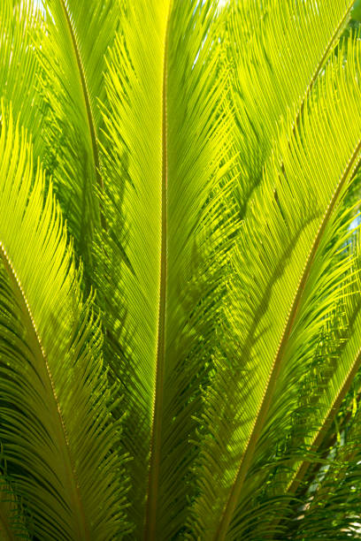 istock Leafs of Cycad Sago palm - (Cycas revoluta) 872907582