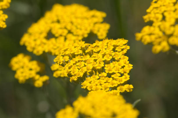 istock beautiful yellow flower in nature 872907608