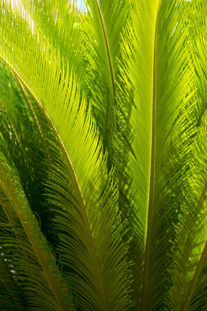 istock Leafs of Cycad Sago palm - (Cycas revoluta) 872907704