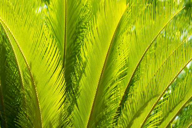 istock Leafs of Cycad Sago palm - (Cycas revoluta) 872907826