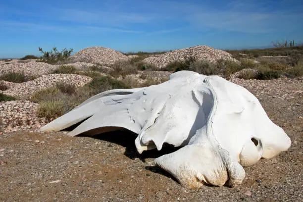 Whalebones on the bay of San Ignacio Lagoon, Baja California, Mexico, North America