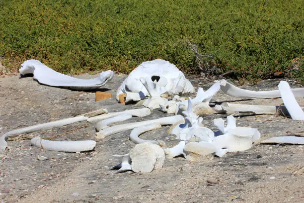 Whalebones on the bay of San Ignacio Lagoon, Baja California, Mexico, North America