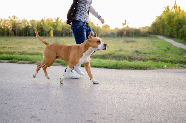 istock Running with an American Stafford 872908728