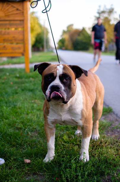 istock American Stafford frowning 872908802
