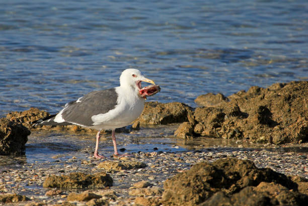 istock A Western Gull snacks on a big fish head, Baja California, Mexico 872911134