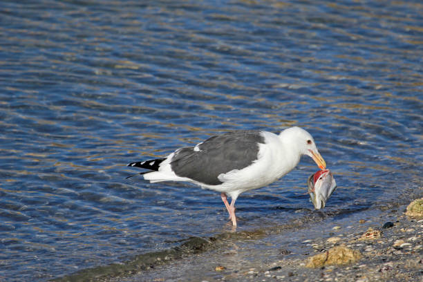 istock A Western Gull snacks on a big fish head, Baja California, Mexico 872911194