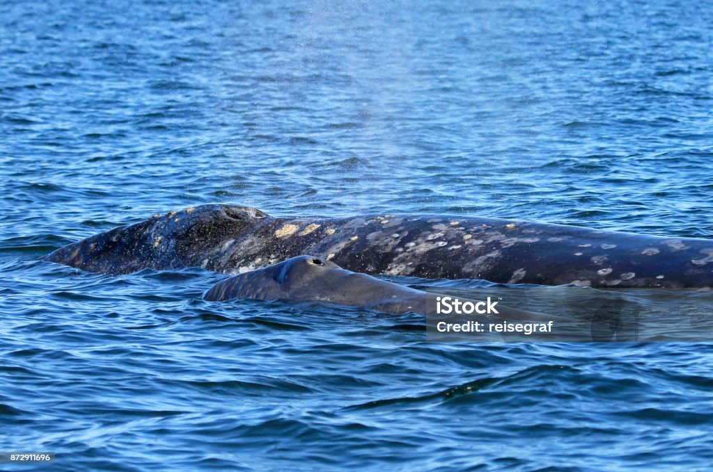 Mère Gray whale avec veau, Eschrichtius Robustus, dans la lagune de San Ignacio, Baja California, Mexique - Photo de Baleine grise libre de droits