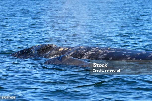 Photo libre de droit de Mère Gray Whale Avec Veau Eschrichtius Robustus Dans La Lagune De San Ignacio Baja California Mexique banque d'images et plus d'images libres de droit de Baleine grise