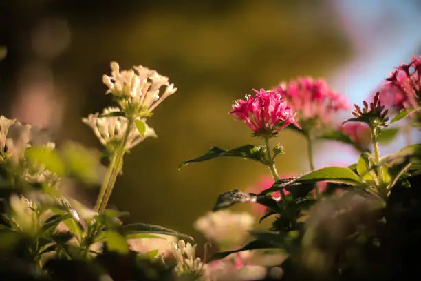 Two distant flowers that seem to long for each other.