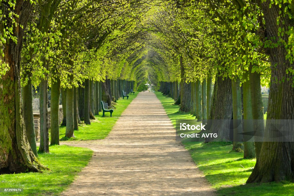 Avenue of Linden Trees, Tree Lined Footpath through Park in Spring tunnel of lime trees, first green leaves Boulevard Stock Photo