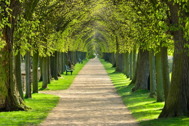 Avenue of Linden Trees, Tree Lined Footpath through Park in Spring tunnel of lime trees, first green leaves avenue stock pictures, royalty-free photos & images