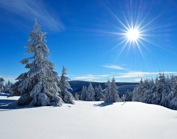 istock Untouched Winter Landscape, Spruce Tree Forest Covered by Snow, bright sunshine, blue sky 872919676
