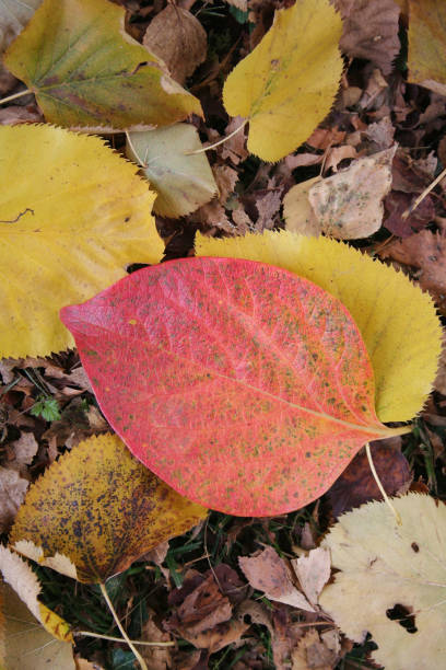 istock Red and yellow leaves 872919856