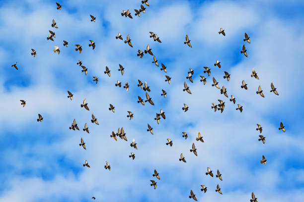 istock A large flock of pigeons flying in the blue sky 872923556