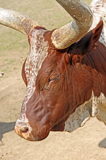 istock TExas longhorn steer head eyes closed in sun 872926340