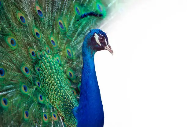 Portrait of Peacock with white copy space