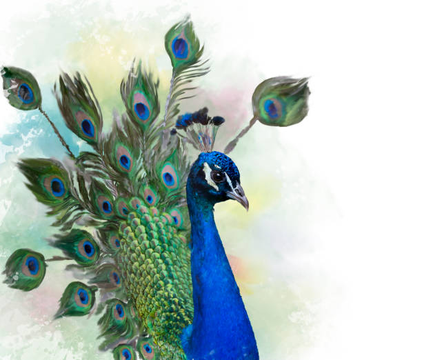 istock Portrait of Peacock watercolor 872927220