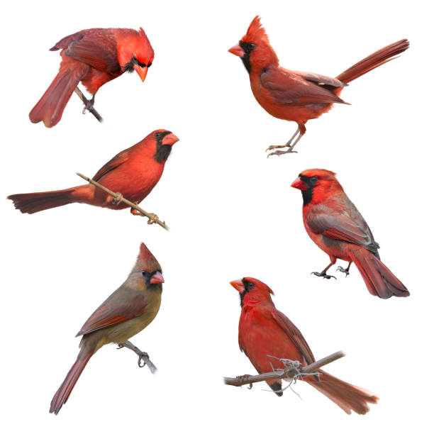 Male and Female Northern Cardinals Male and Female Northern Cardinals isolated on white background northern cardinal photos stock pictures, royalty-free photos & images
