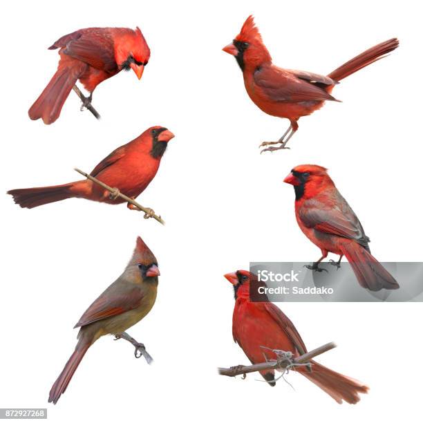 Male And Female Northern Cardinals Stock Photo - Download Image Now - Red, White Background, Northern Cardinal