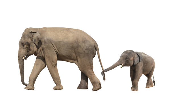 18,311 Elephants Walking Stock Photos, Pictures & Royalty-Free Images -  iStock | Elephants walking in africa