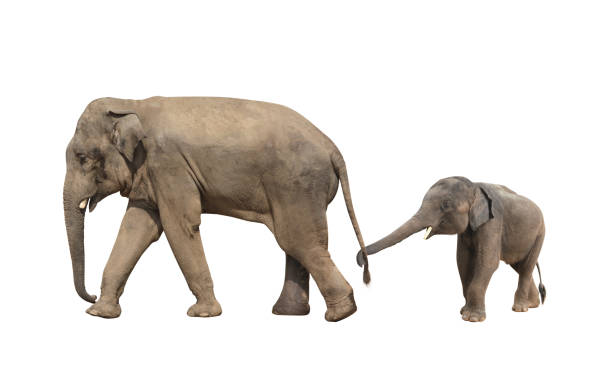 18,311 Elephants Walking Stock Photos, Pictures & Royalty-Free Images - iStock | Elephants walking in africa 18,311 Elephants Walking Stock Photos, Pictures & Royalty-Free Images - iStock | Elephants walking in africa