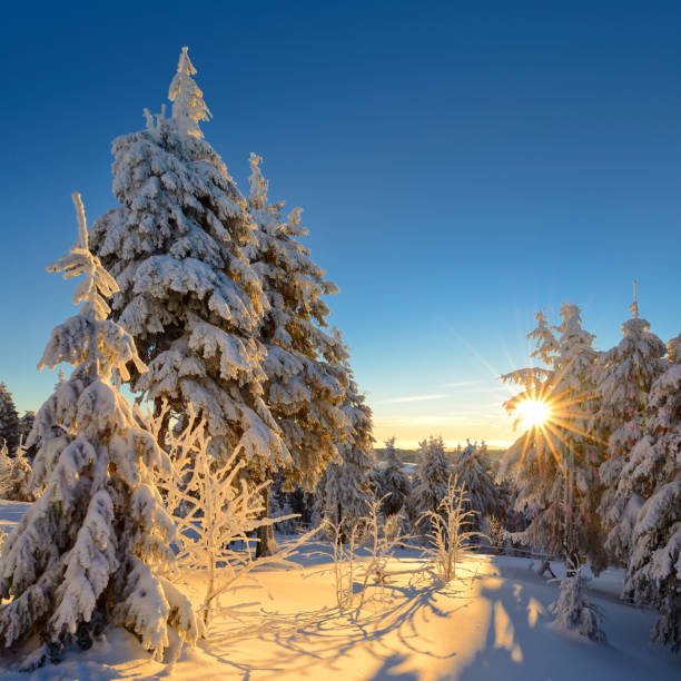 istock Winter Sunrise, Spruce Tree Forest Covered by Snow 872928130