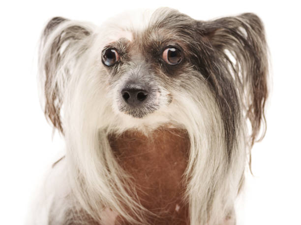 istock Close-up of muzzle of a Chinese Crested dog. Isolation. 872928212
