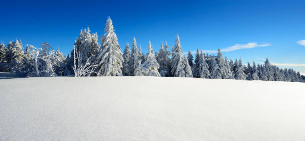 istock Panoramic Winter Landscape, Spruce Tree Forest Covered by Snow, bright sunshine, blue sky 872928580