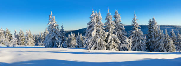 istock Panoramic Winter Landscape, Spruce Tree Forest Covered by Snow, bright sunshine, blue sky 872931082