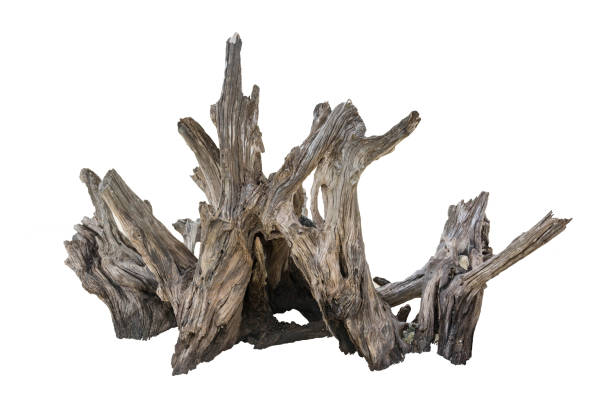 istock Rotten Dead Tree Trunk, Old Wooden Decay Isolated On White Background 872931226