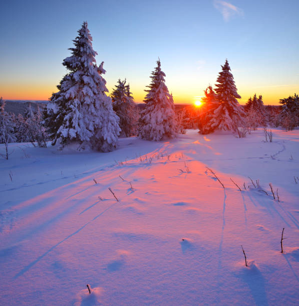 istock Winter Sunset, Spruce Tree Forest Covered by Snow 872931600