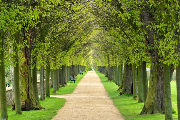 istock Avenue of Linden Trees, Tree Lined Footpath through Park in Spring 872932060