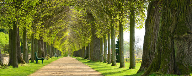 istock Avenue of Linden Trees, Tree Lined Footpath through Park in Spring 872934736