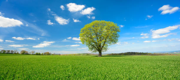 istock Chestnut Tree in Green Field, Spring Landscape under Blue Sky with Clouds 872934972