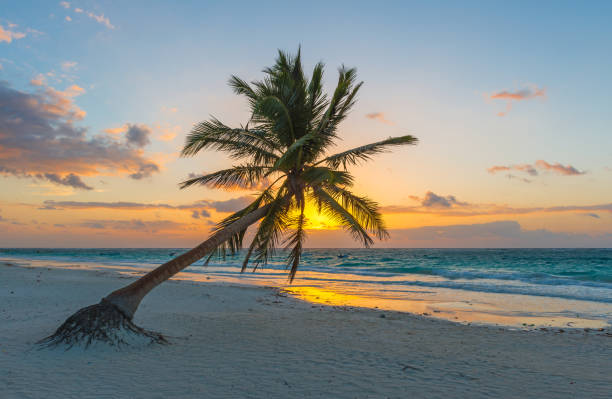 amanecer de árbol de palma en tulum - beach sea zen like nature fotografías e imágenes de stock