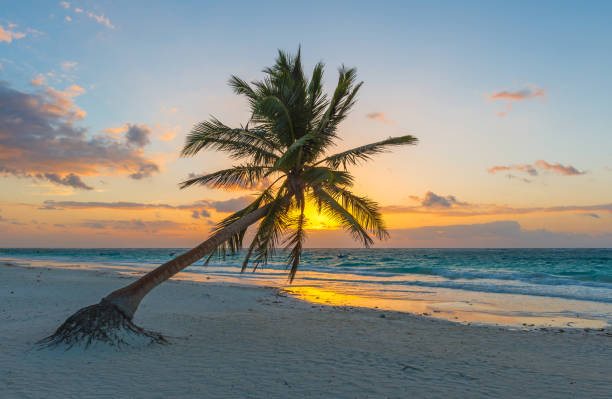 Palm Tree Sunrise in Tulum A lonesome palm tree on the beach of Tulum at sunrise, Quintana Too, Yucatan Peninsula, Mexico. playa del carmen stock pictures, royalty-free photos & images