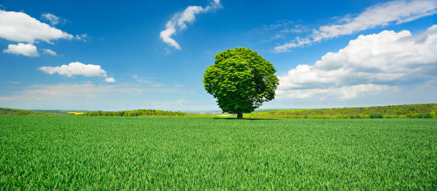 istock Chestnut Tree in Green Field, Spring Landscape under Blue Sky with Clouds 872937488