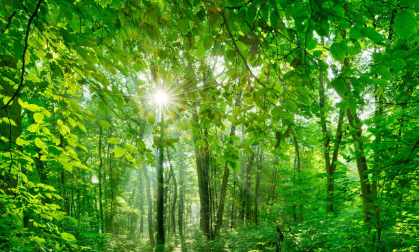 istock Natural Forest of Beech Trees illuminated by Sunbeams through Fog 872939154